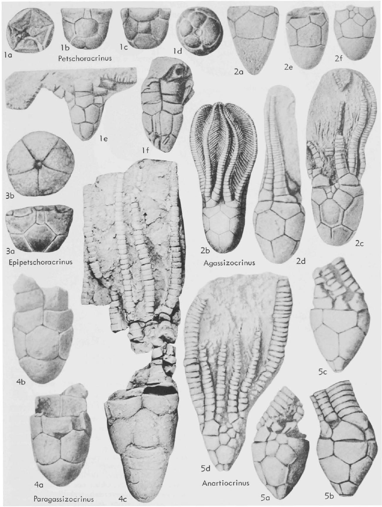 Fossil Image