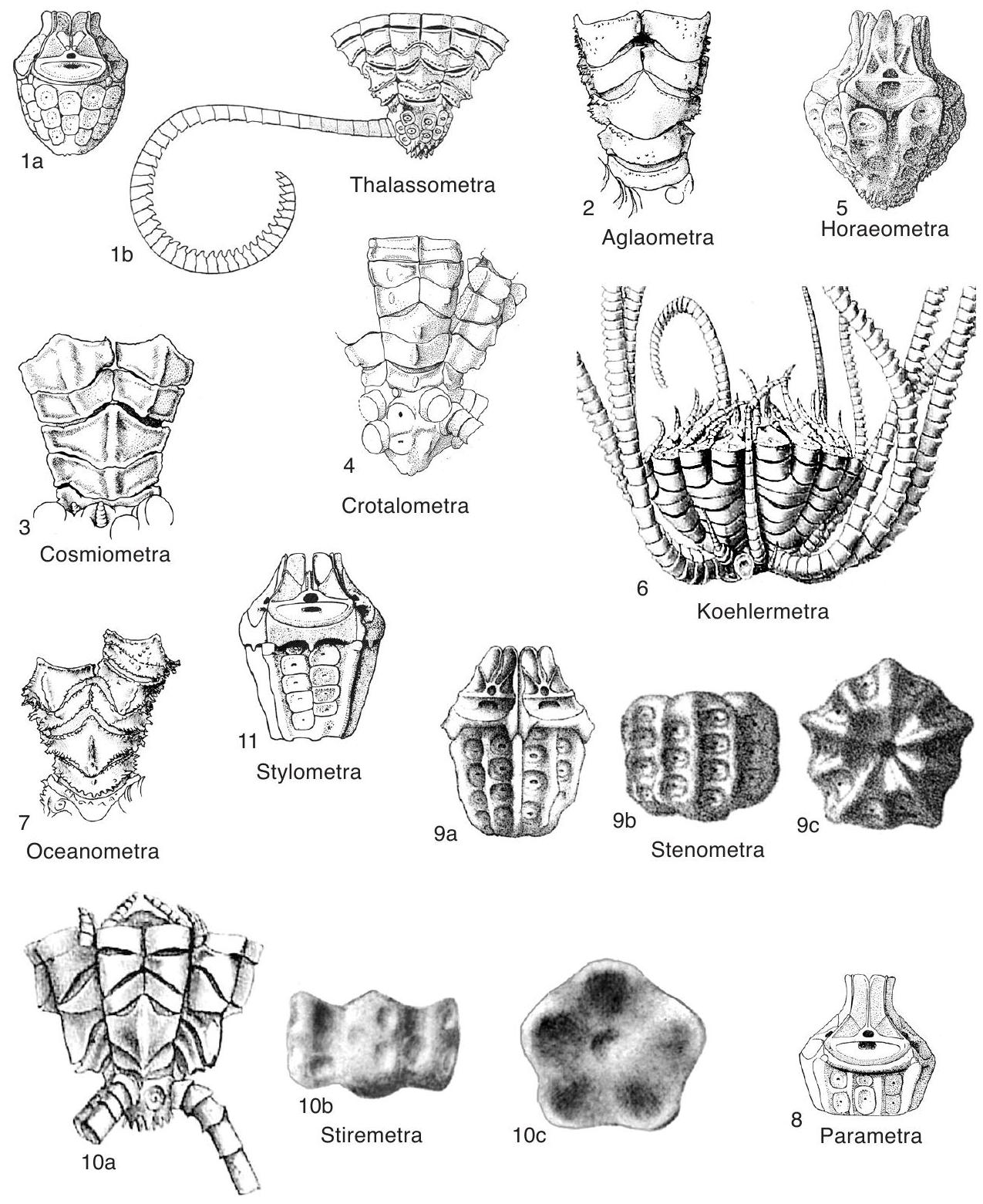 Fossil Information