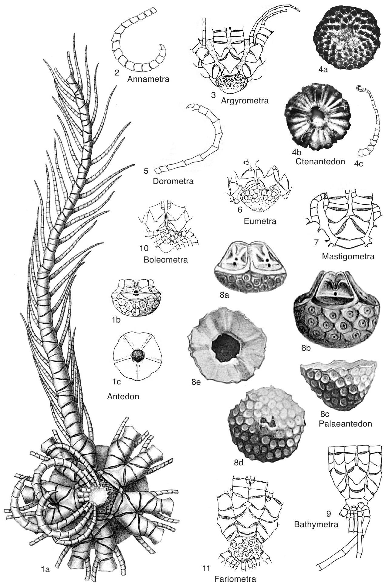 Fossil Information