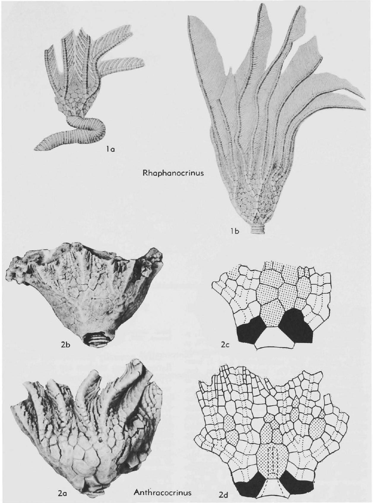Fossil Information