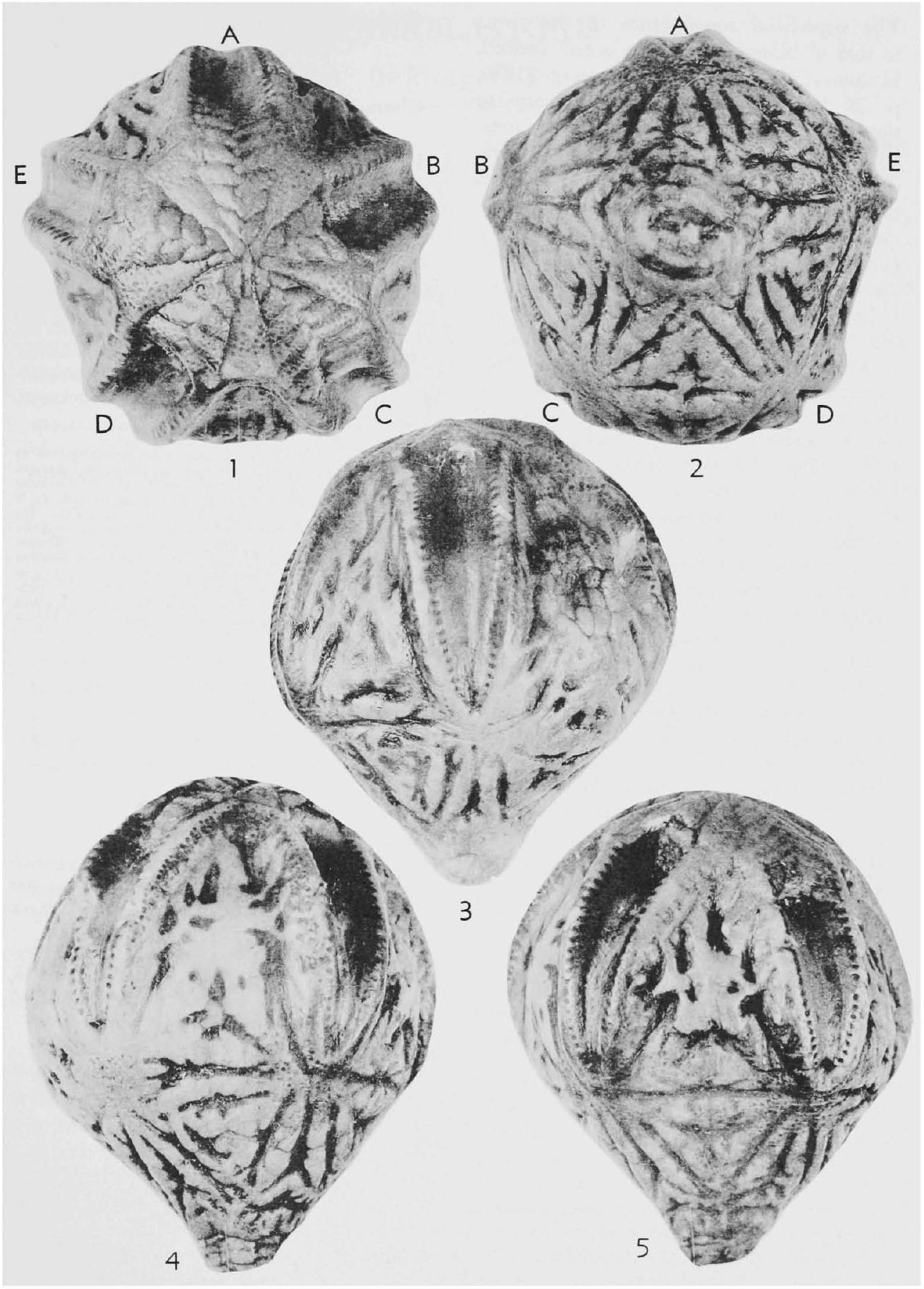 Fossil Information