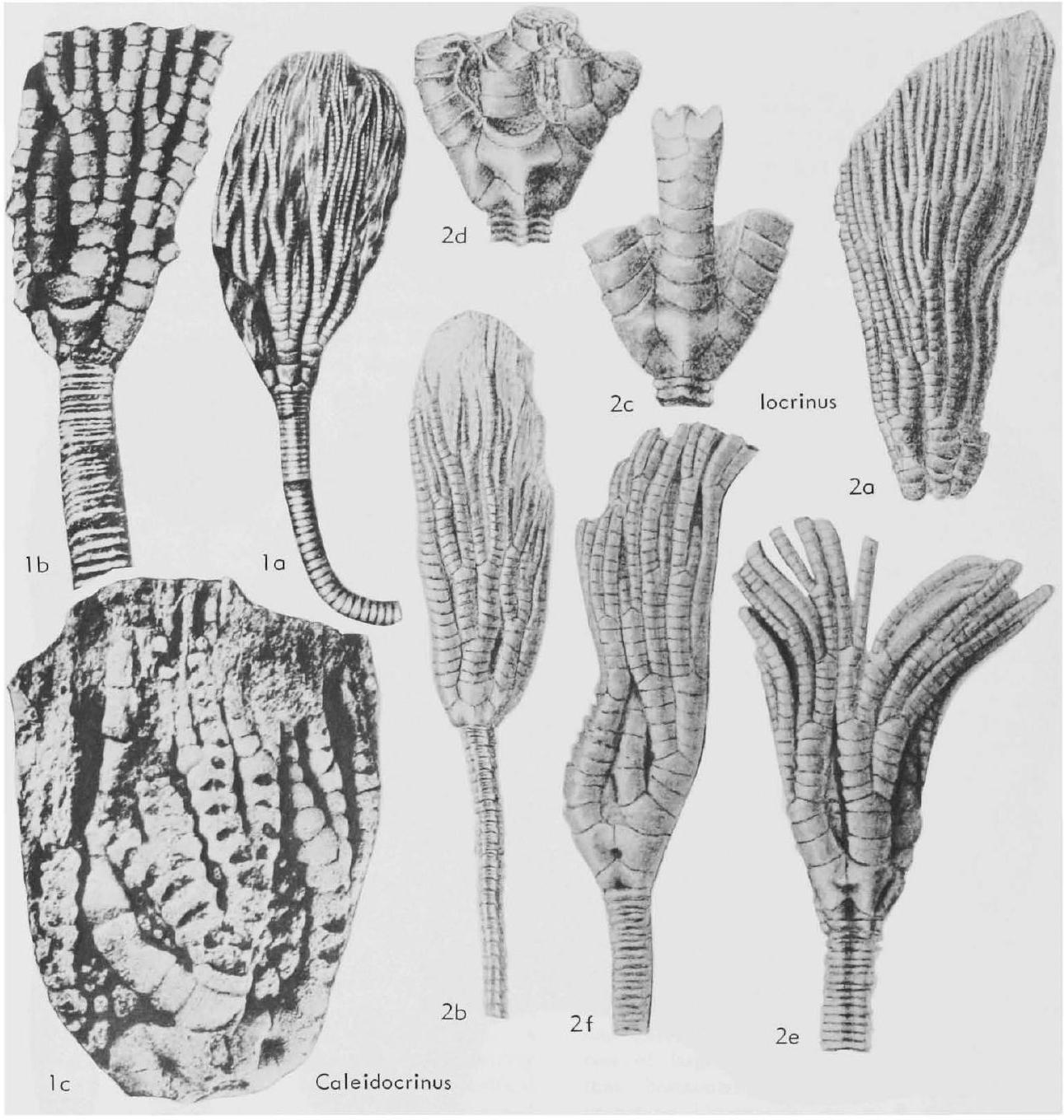 Fossil Information