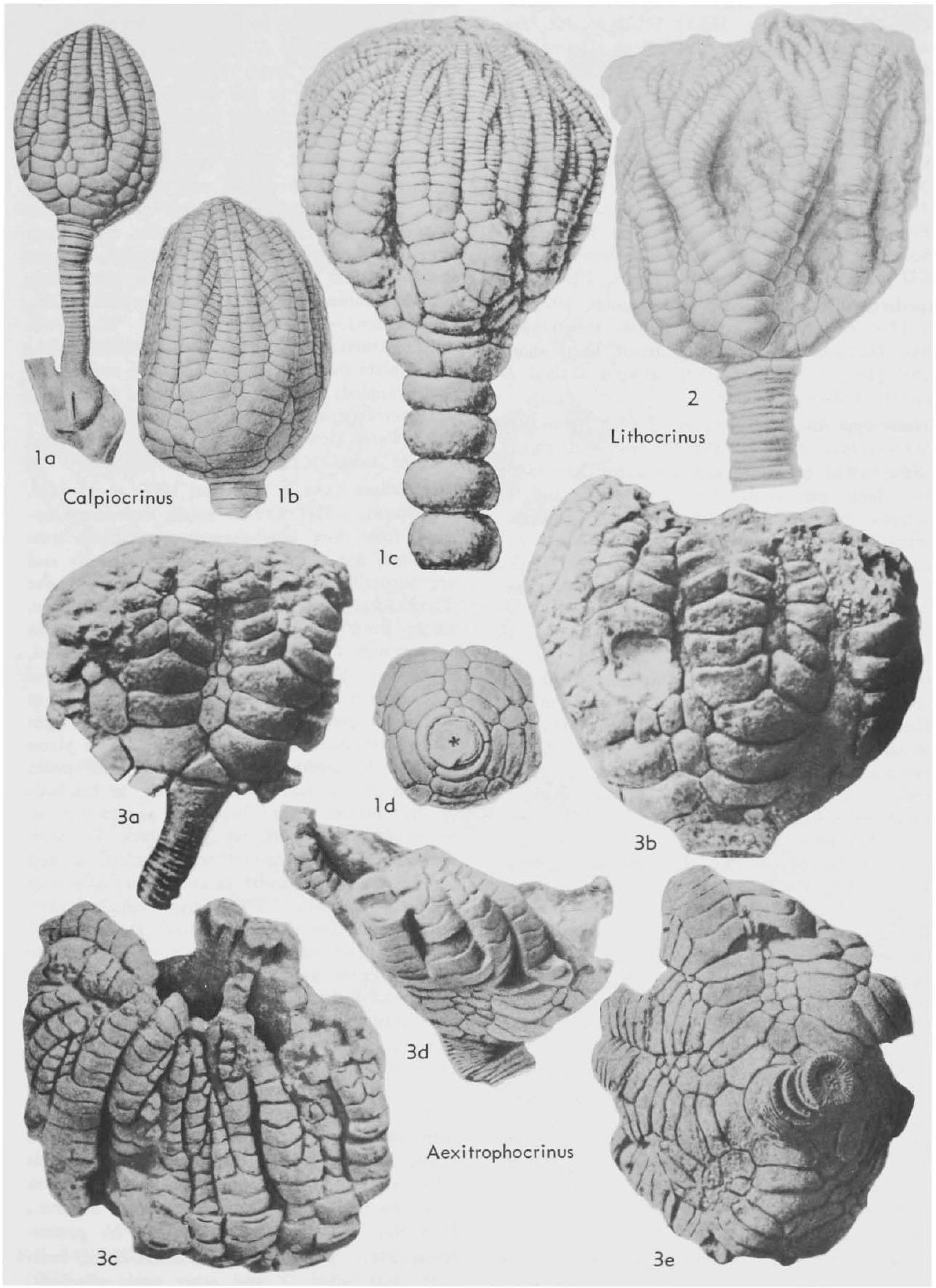 Fossil Information
