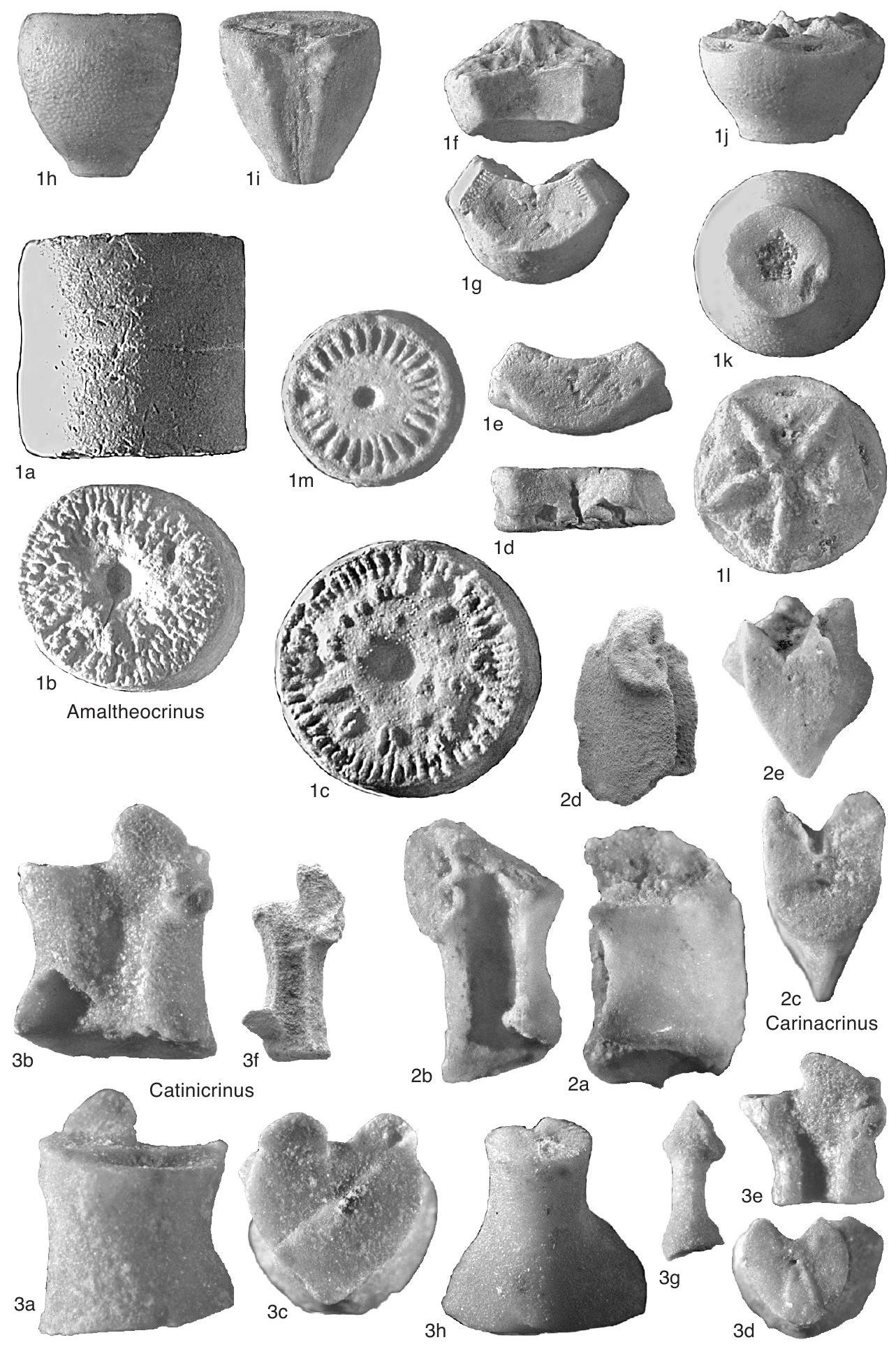 Merocrinus Fossil Information
