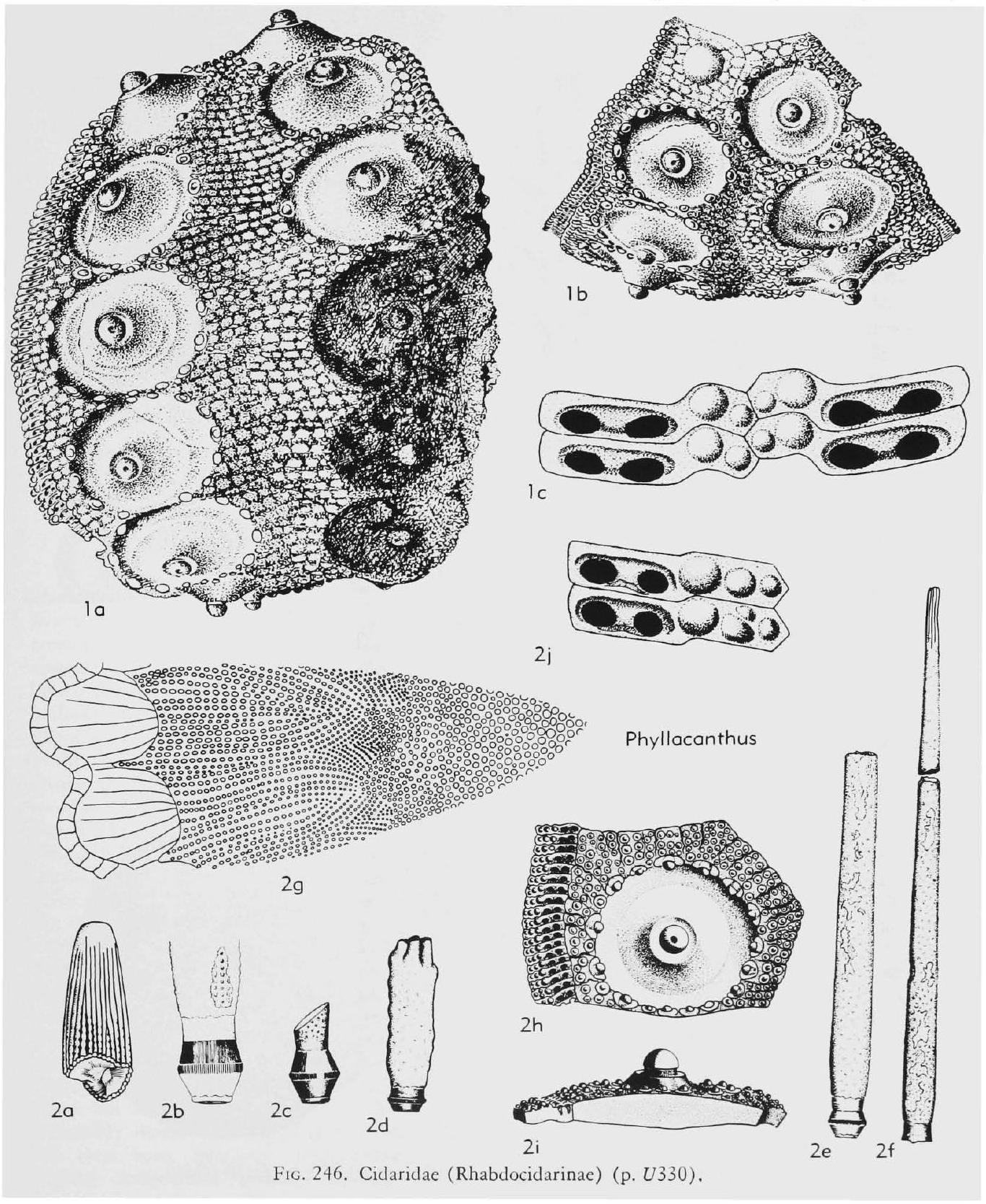 Fossil Image
