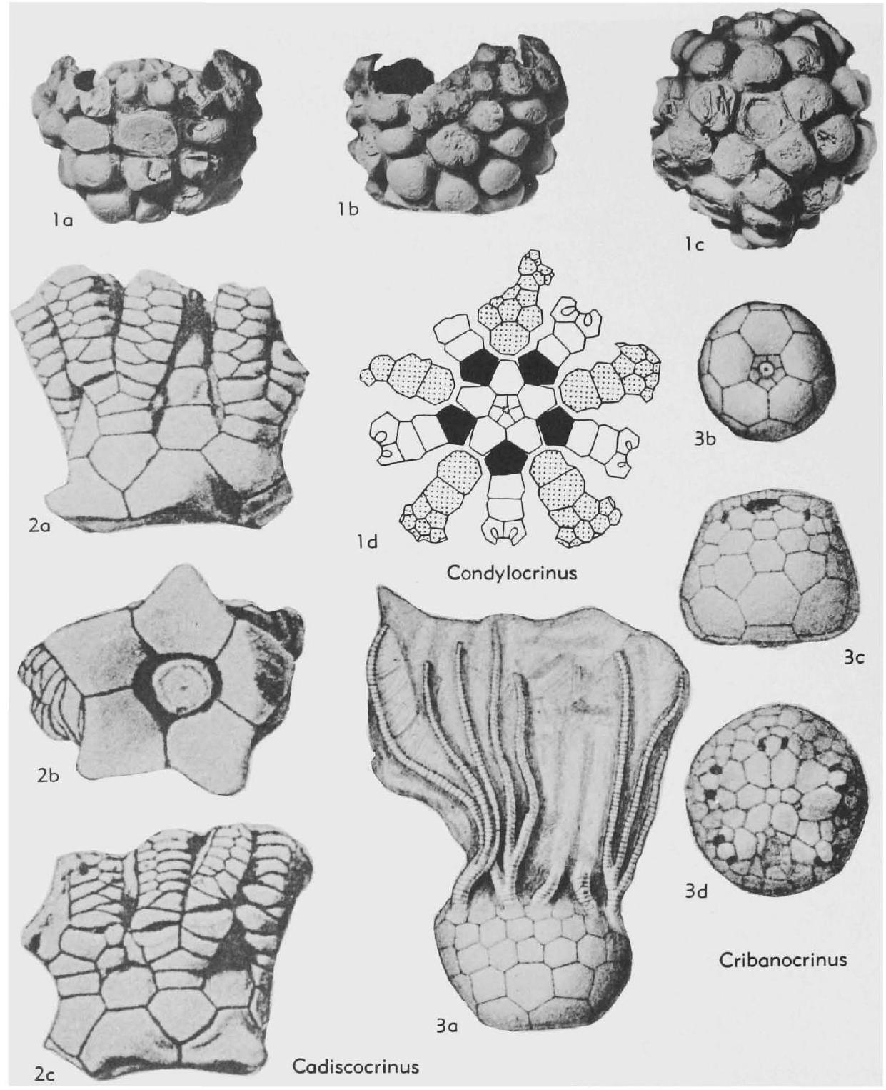 Fossil Image