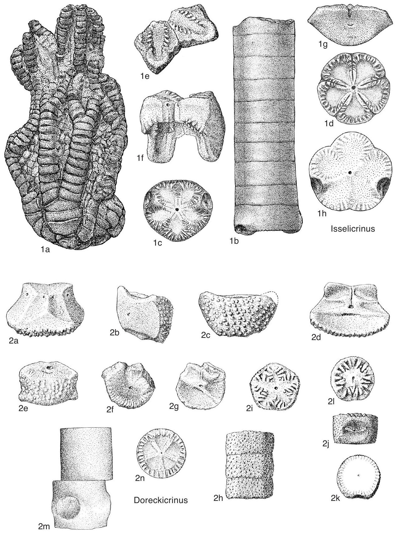 Merocrinus Fossil Information