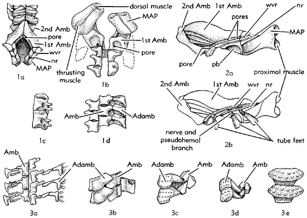 Fossil Information