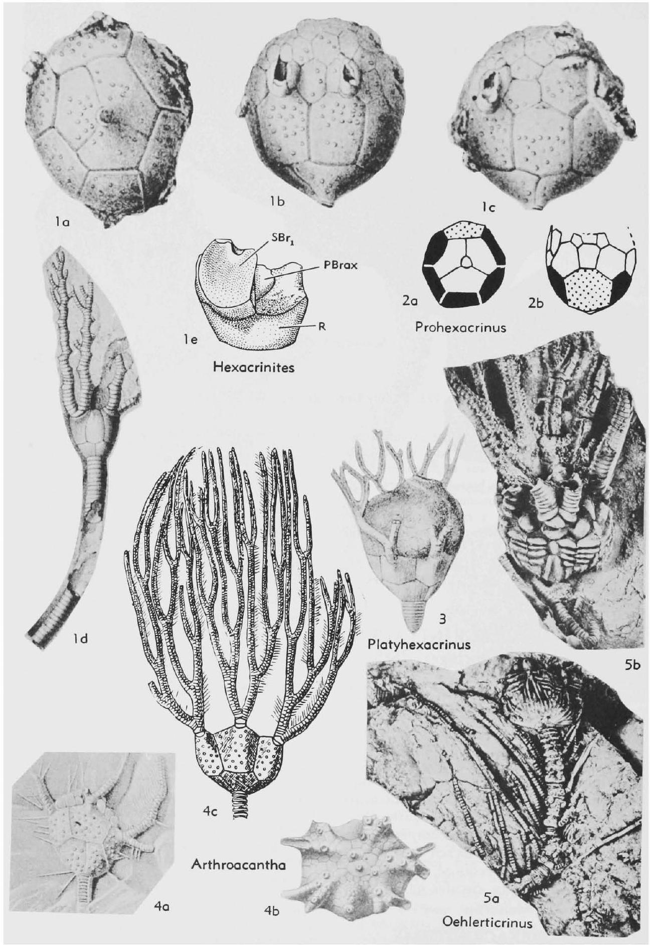 Fossil Image