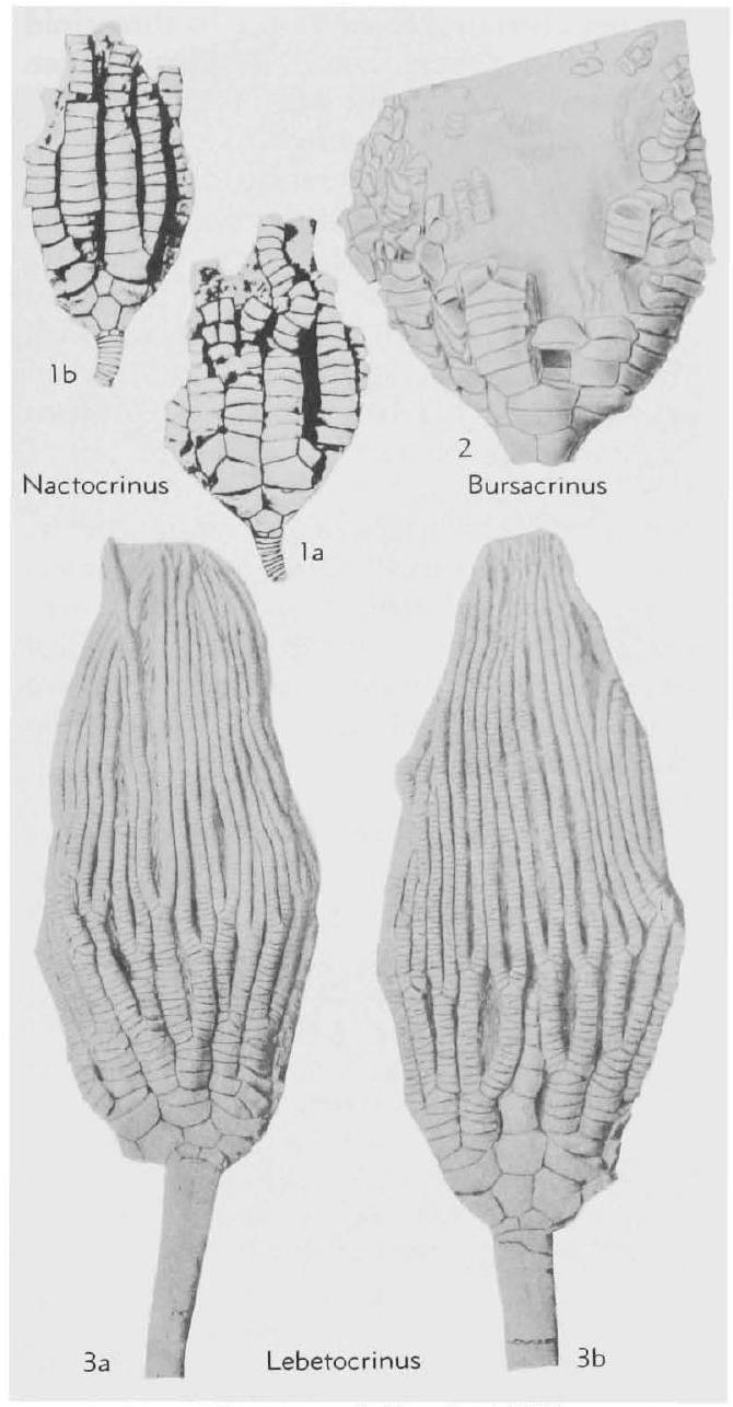 Fossil Information