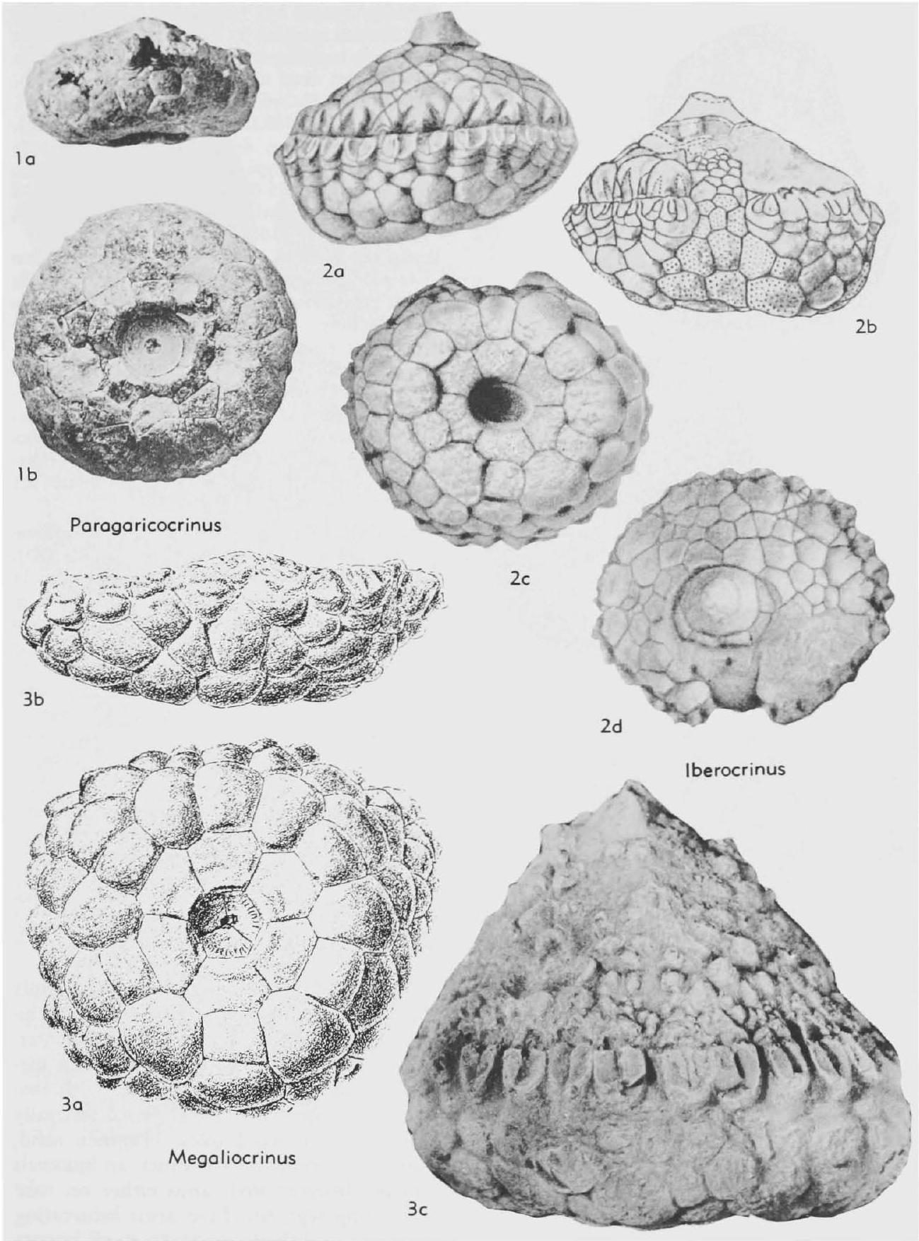Fossil Information