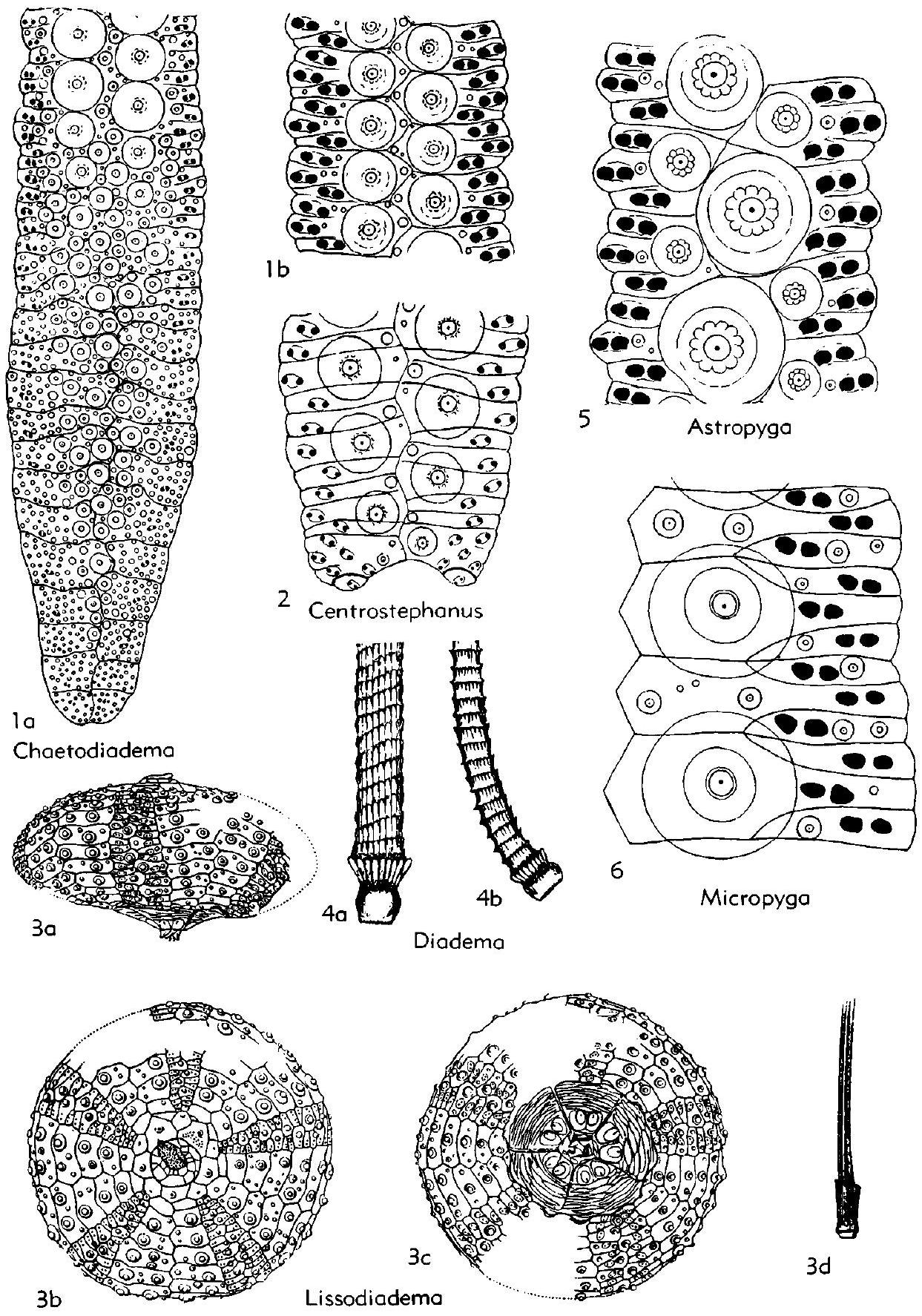 Fossil Image