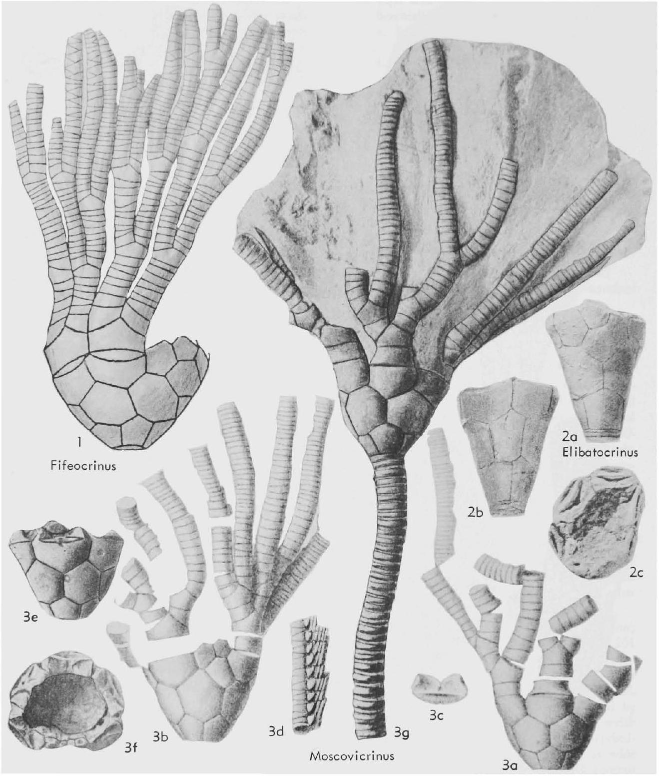 Fossil Image
