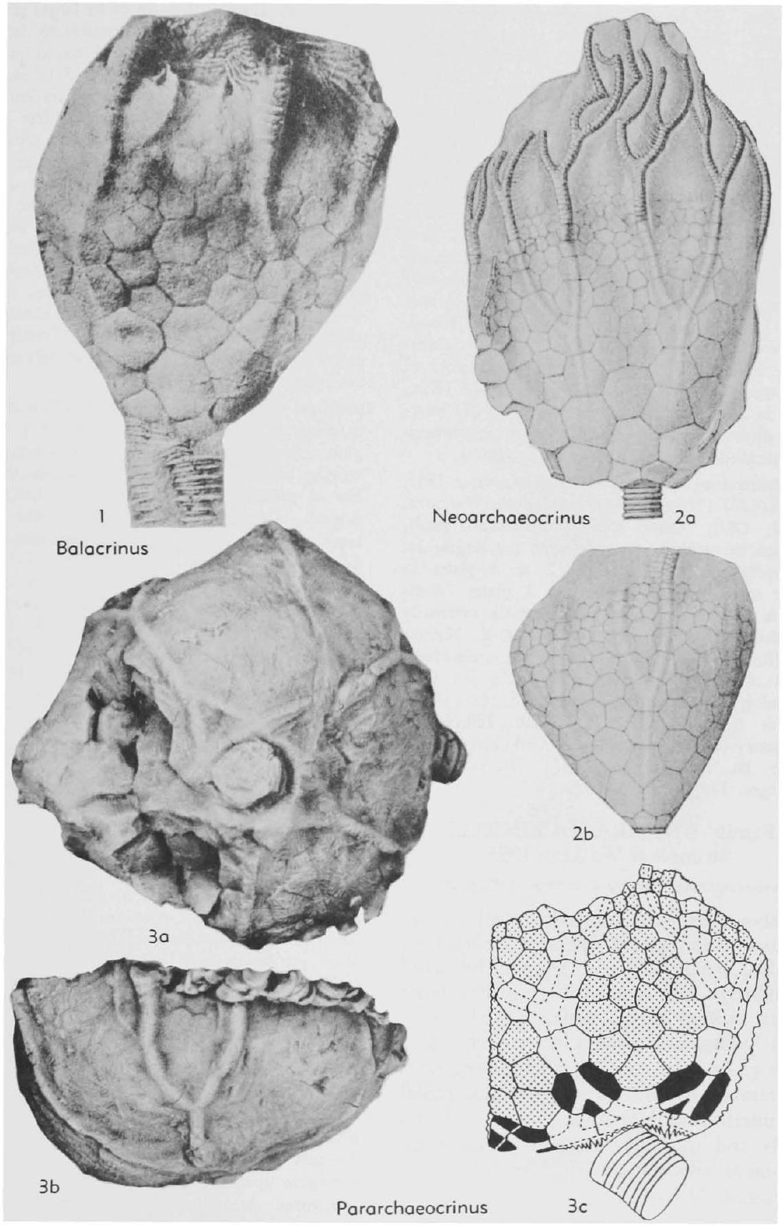 Fossil Information
