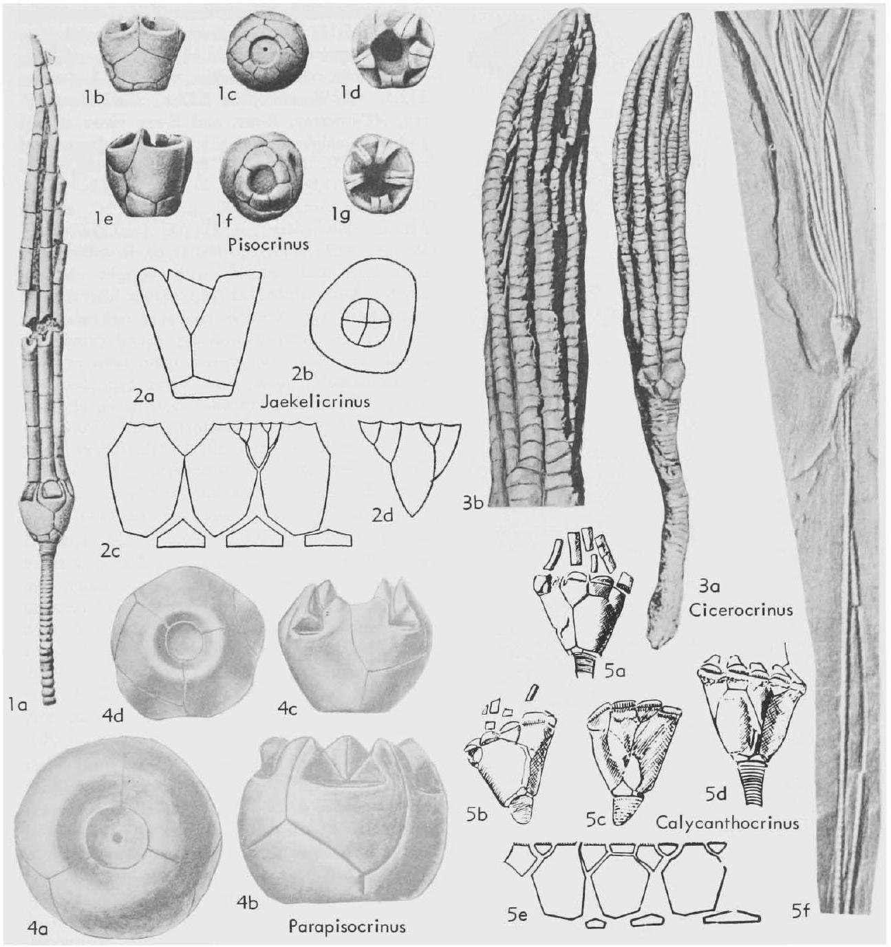 Fossil Image