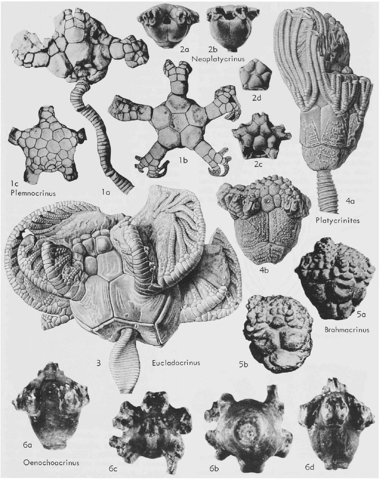 Fossil Image