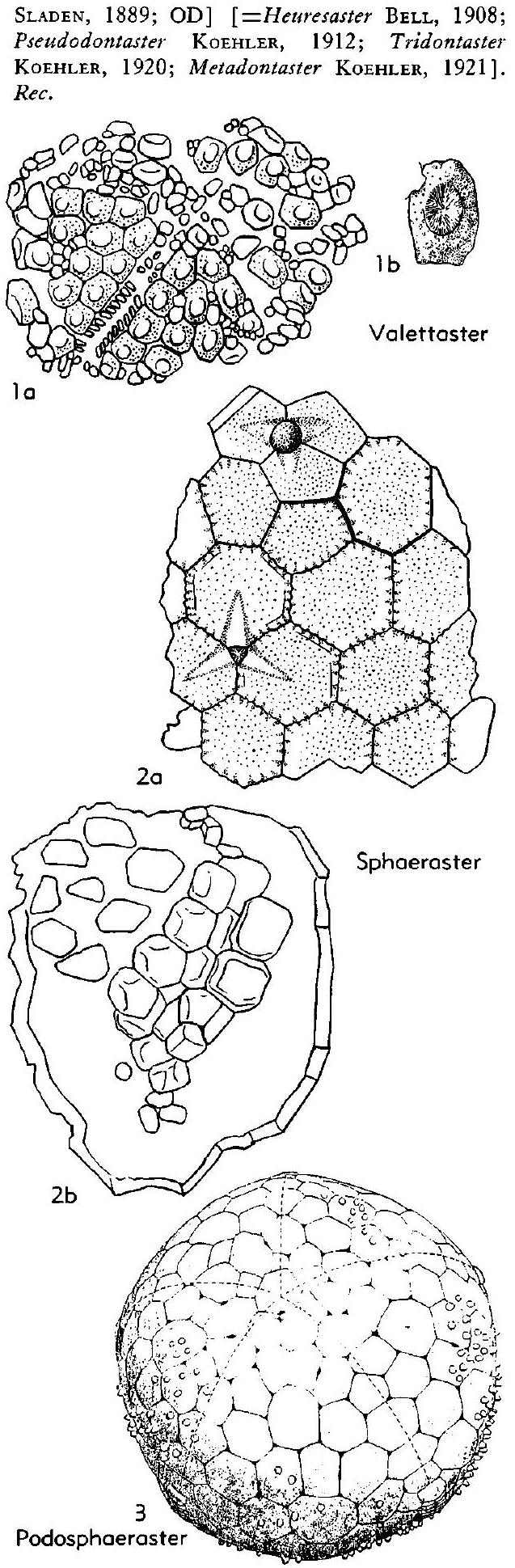 Polyplax Fossil Information
