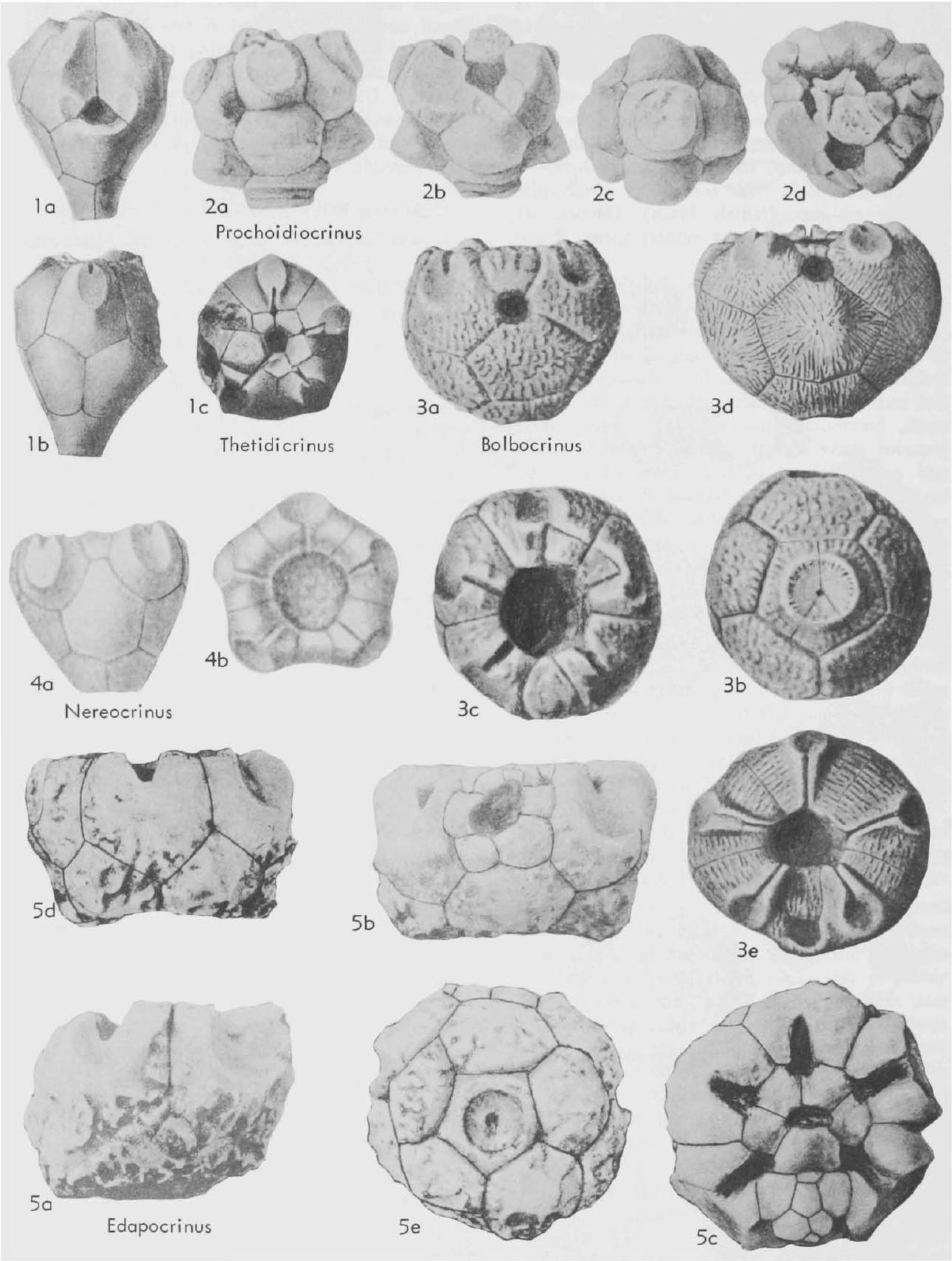 Fossil Information