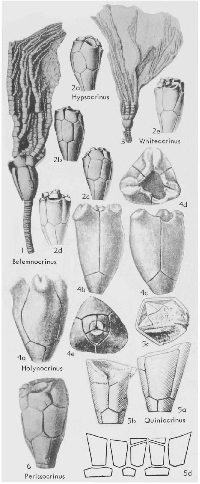 Fossil Information