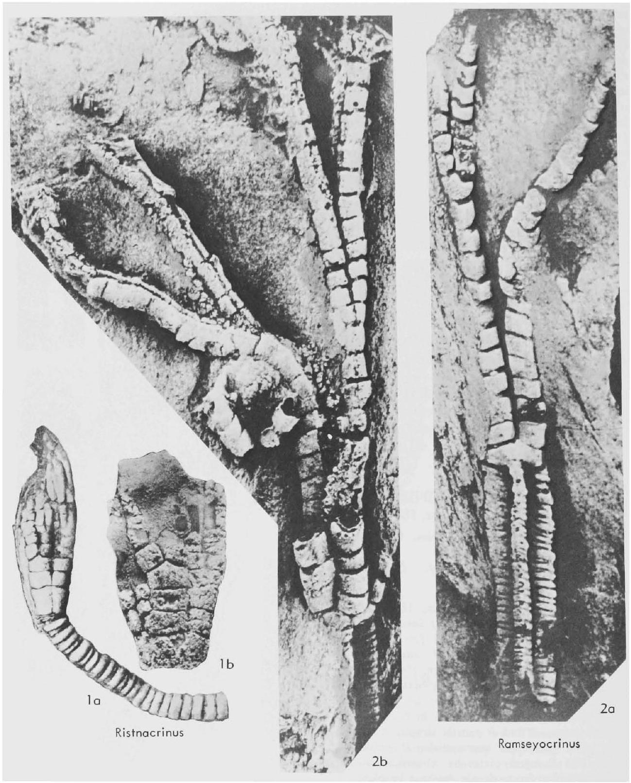 Fossil Image