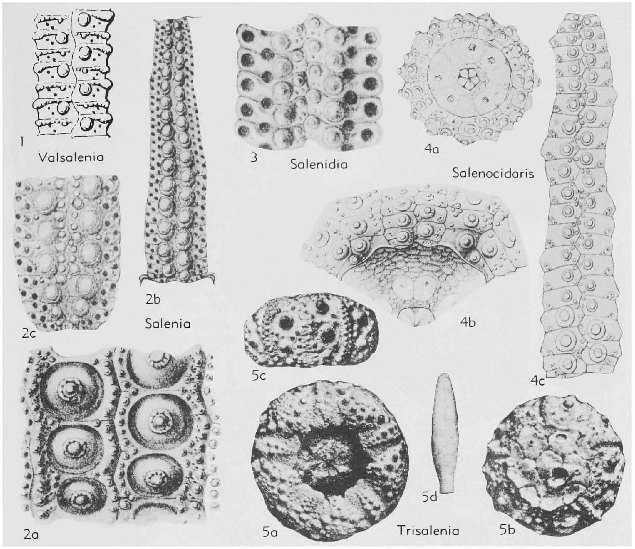 Fossil Information