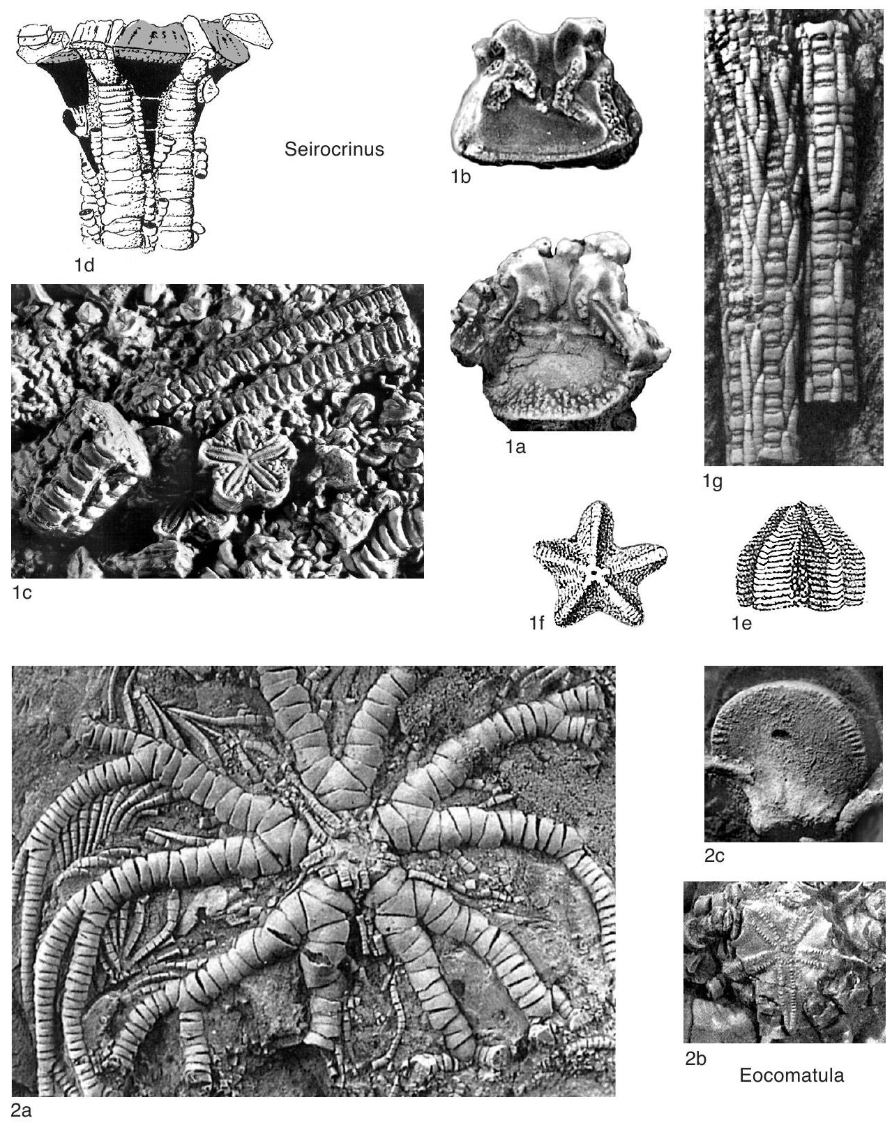 Merocrinus Fossil Information