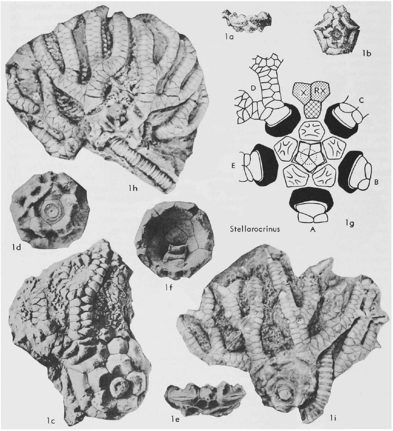 Fossil Image