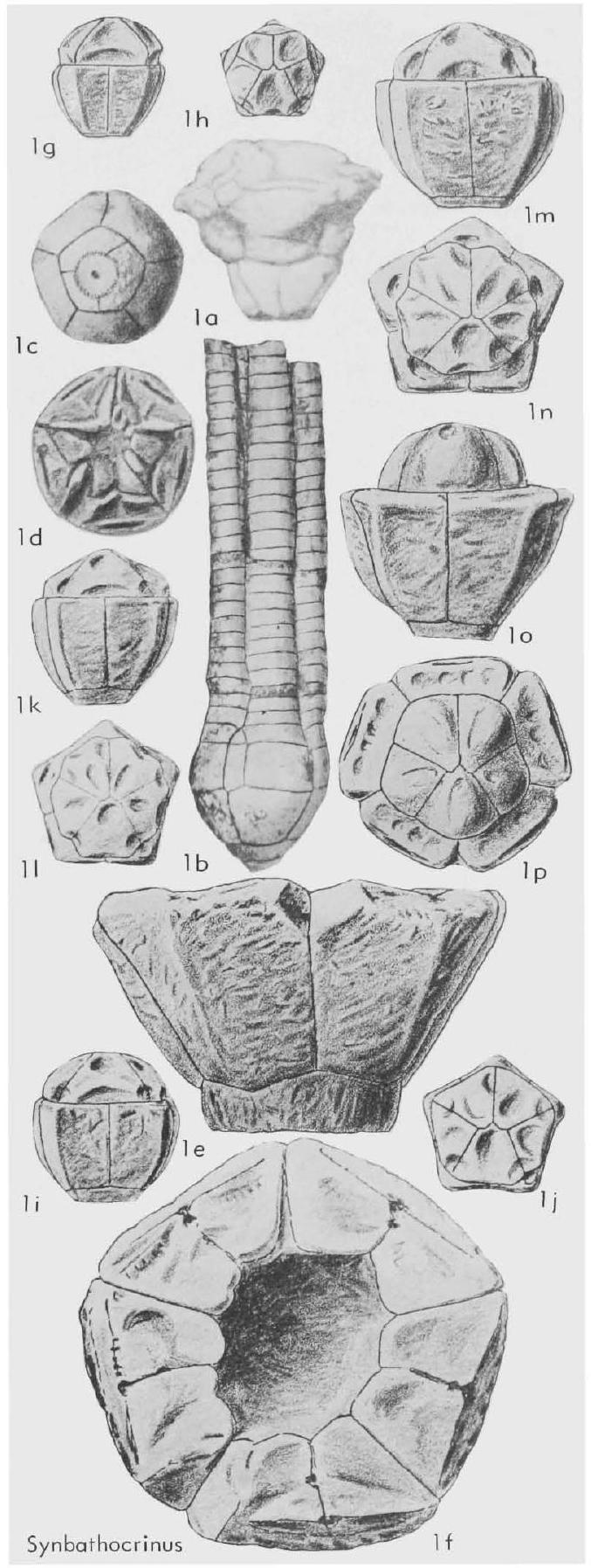 Fossil Image