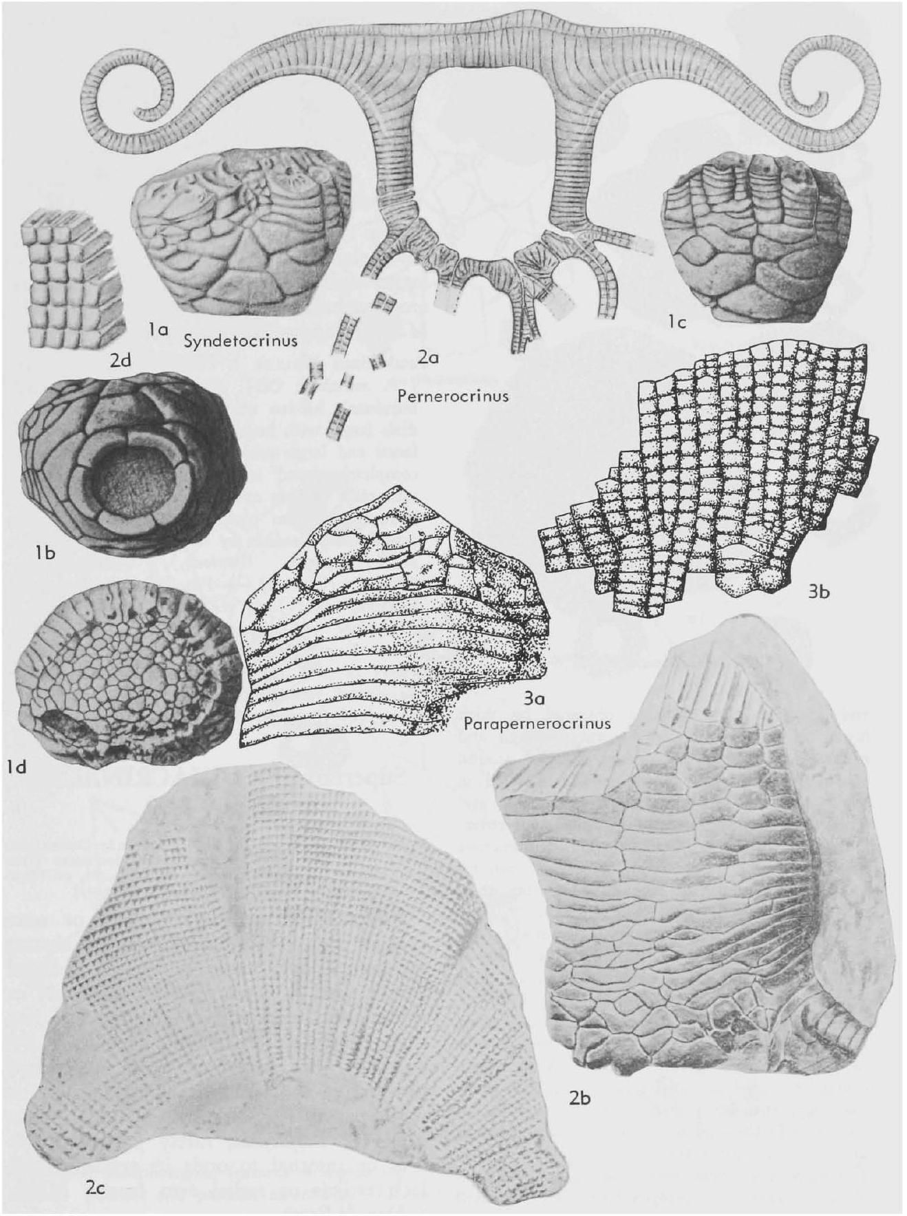 Fossil Information