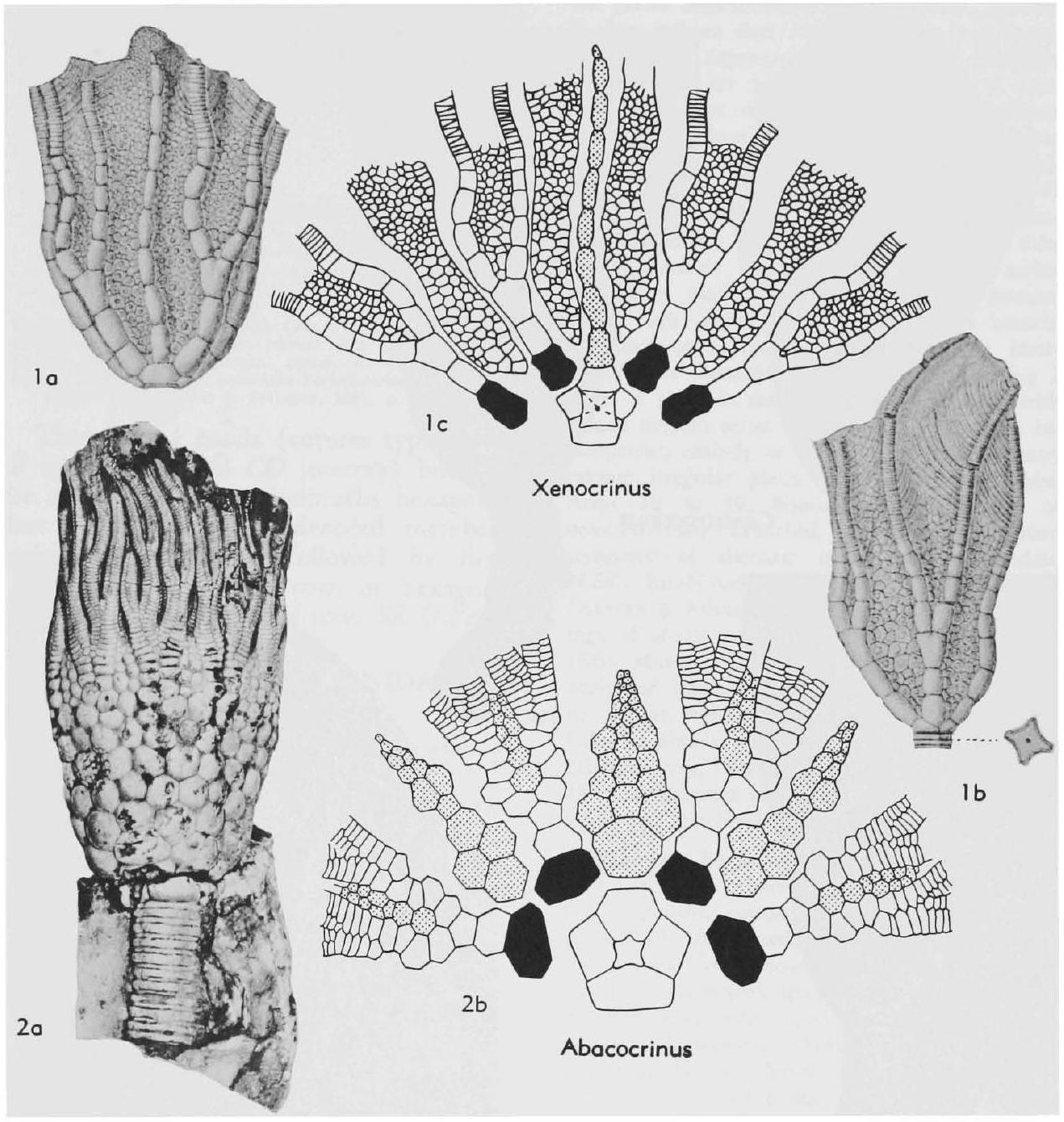 Fossil Image